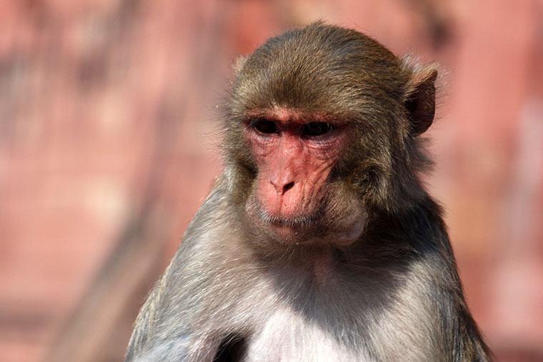 Monkey in India