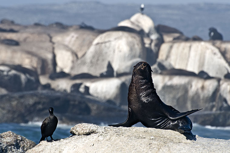 Seal at Duiker Island