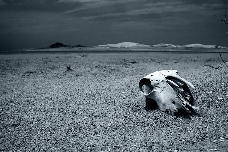Skull on the beach