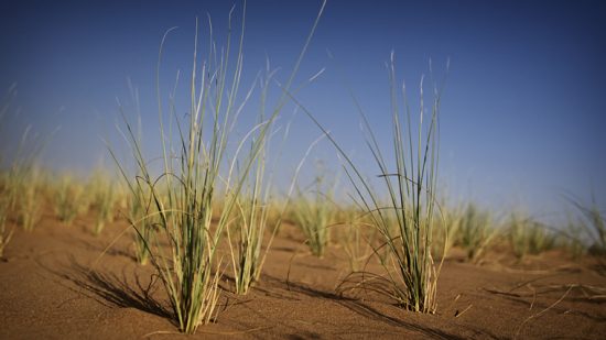 Desert grass