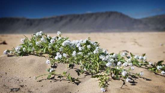 Flowers and sand
