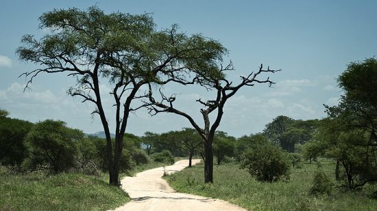 The lone African road