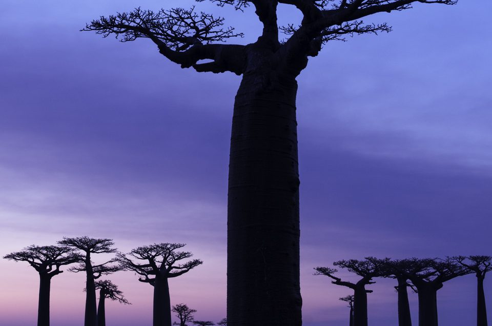 The Baobab Avenue #5