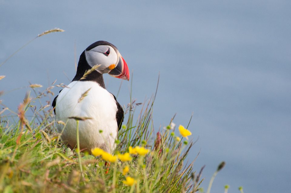 Colourful Puffin