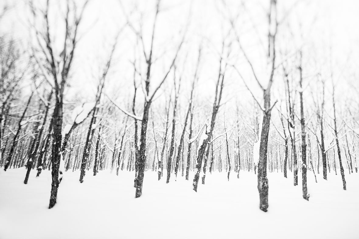 A snowy forest