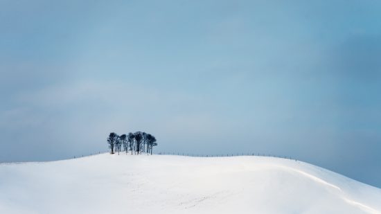 Lonely trees