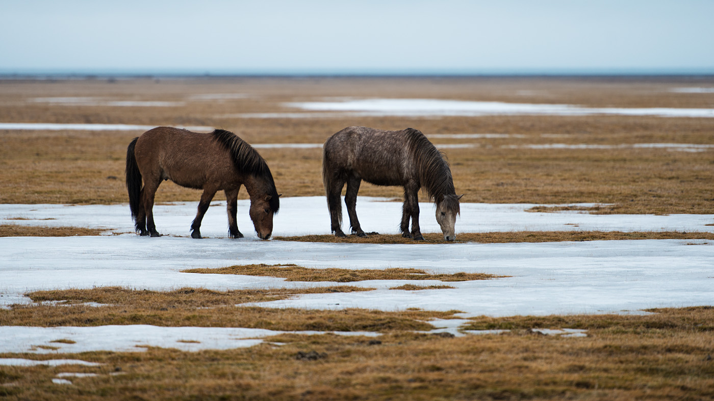 Icelandic horses #2