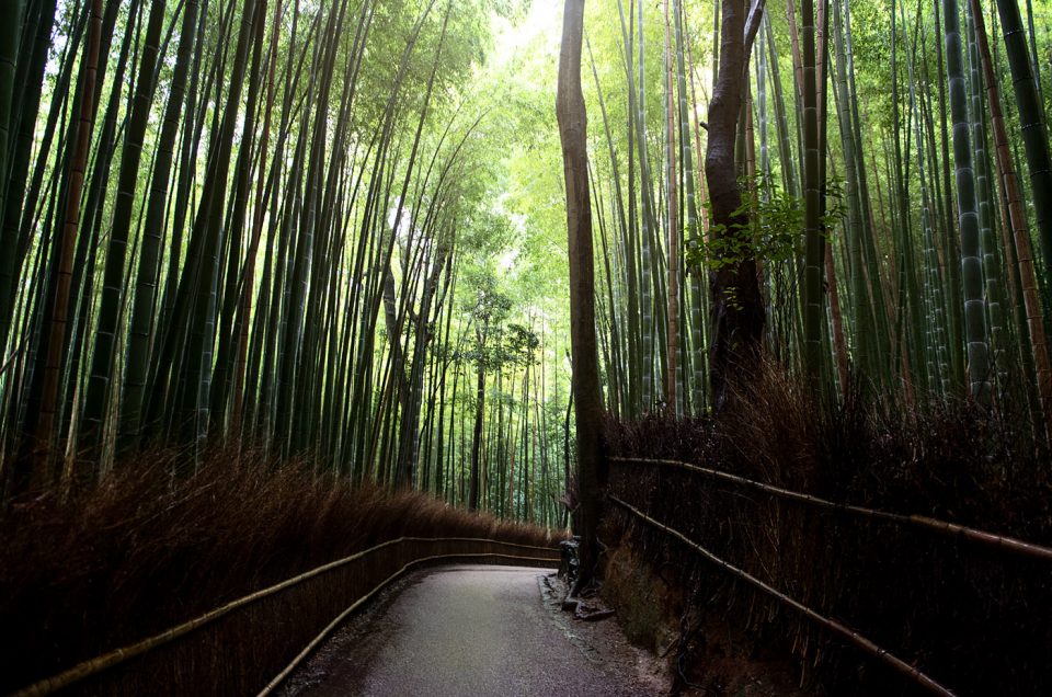 Arashiyama Bamboo Forest #1