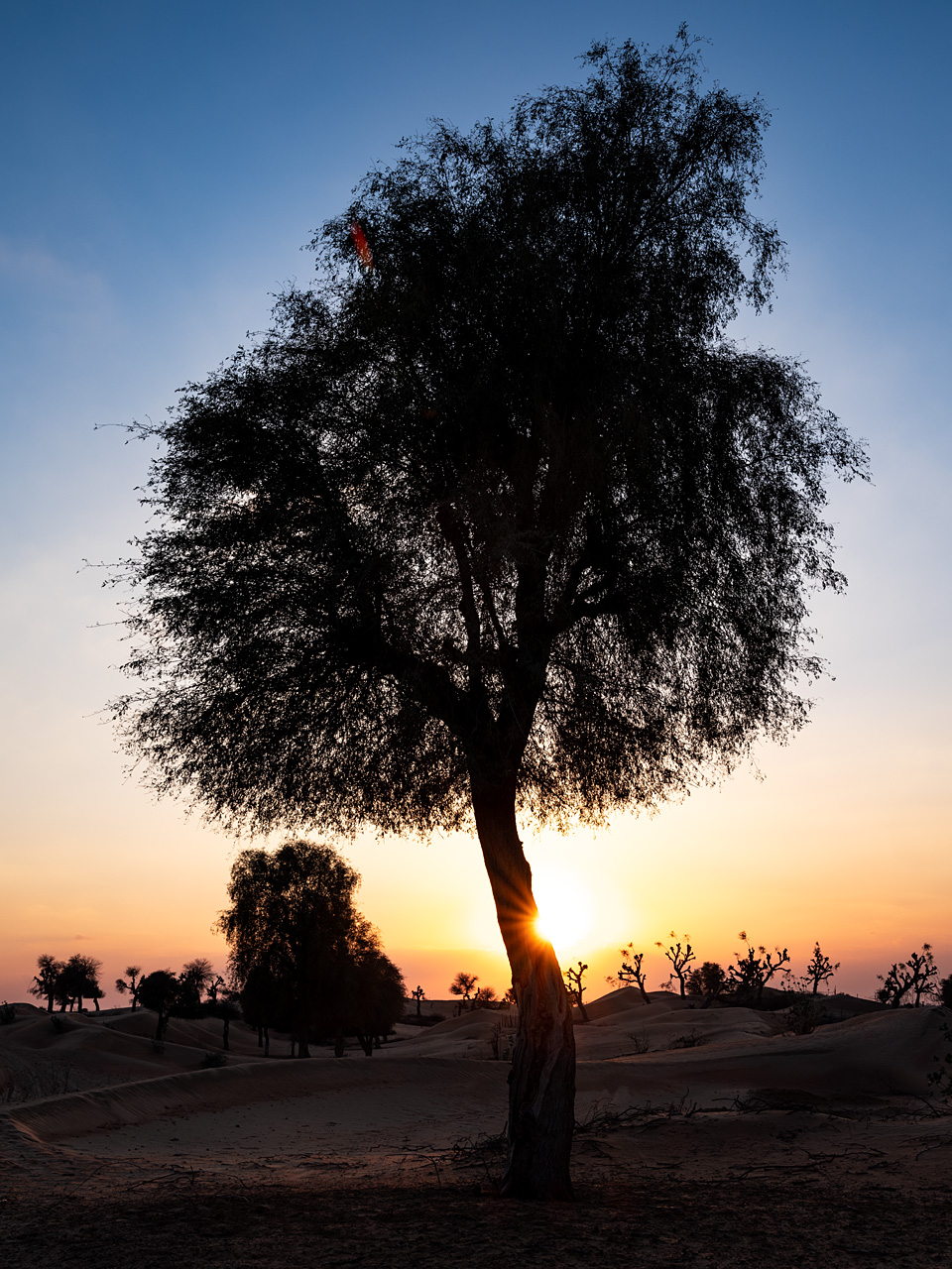Desert trees #1