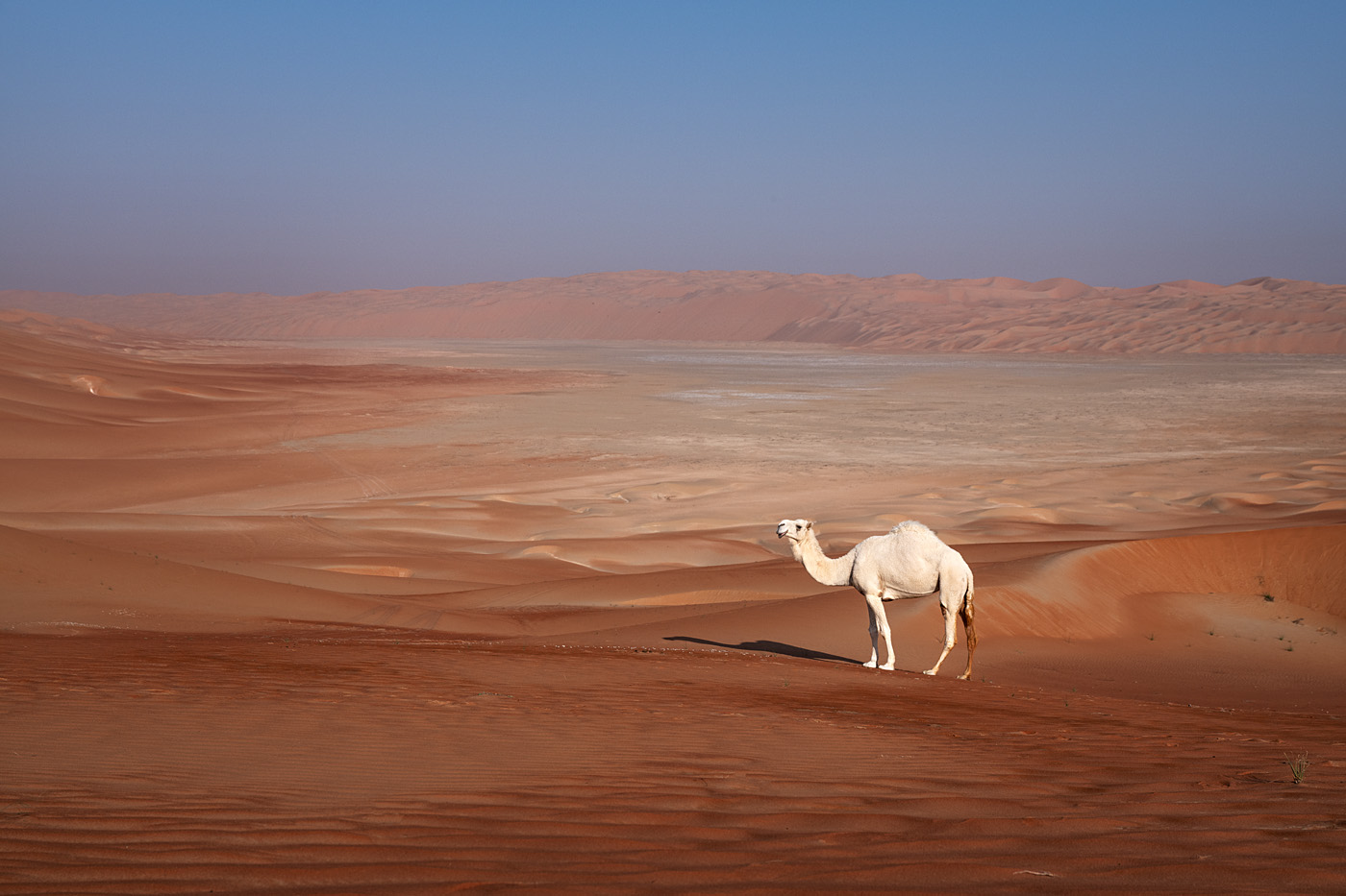 Posing camel